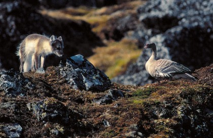 Pink-footed Goose Pink-footed Goose