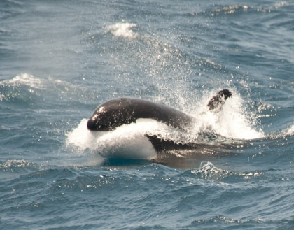 Flora and fauna in the Ross Sea Flora and fauna in the Ross Sea