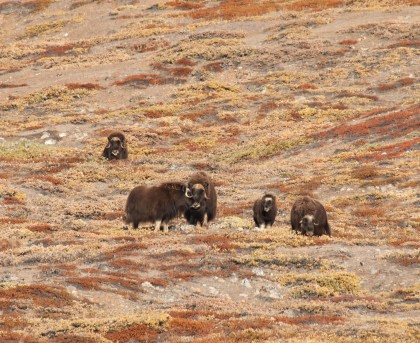 Wildlife in Greenland Wildlife in Greenland