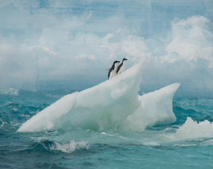 Flora and Fauna of the South Orkney Islands Flora and Fauna of the South Orkney Islands