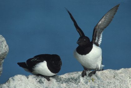 Die Vögel von Jan Mayen Die Vögel von Jan Mayen