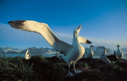 South Georgia, home to the Penguins and Albatrosses South Georgia, home to the Penguins and Albatrosses