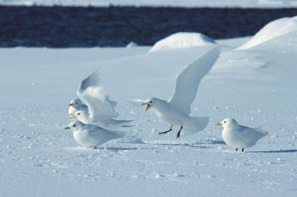 Ivory Gull Ivory Gull