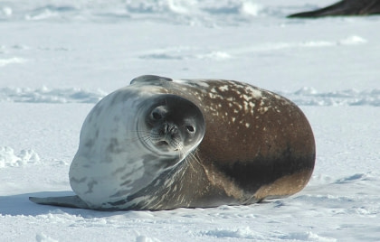 Flora and fauna of Antarctic Peninsula Flora and fauna of Antarctic Peninsula