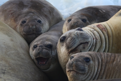 Southern Elephant Seal Southern Elephant Seal
