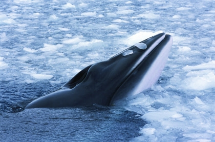 Minke Whale Minke Whale