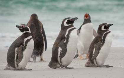 Magellanic Penguin Magellanic Penguin