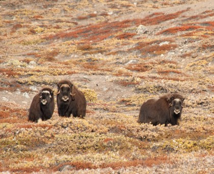 Musk Ox Musk Ox