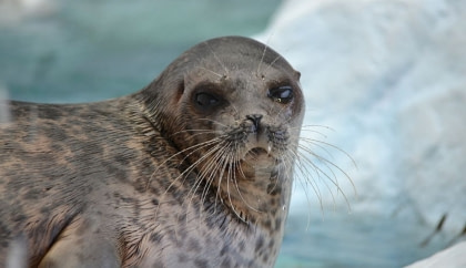 Ringed Seal Ringed Seal