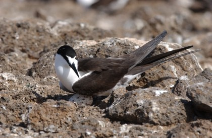 Sooty Tern Sooty Tern
