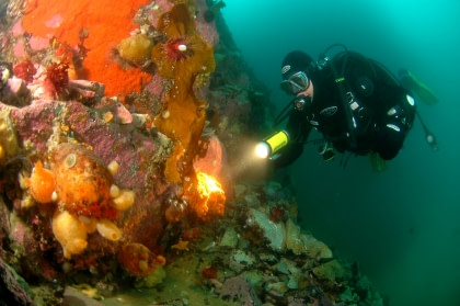 Diving in Antarctic waters Diving in Antarctic waters