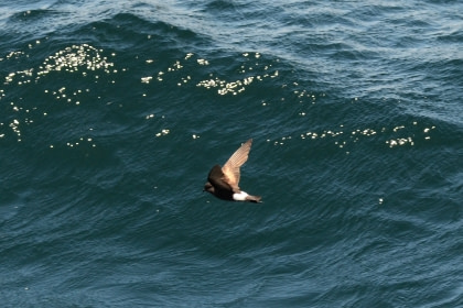 Wilson's Storm Petrel Wilson's Storm Petrel