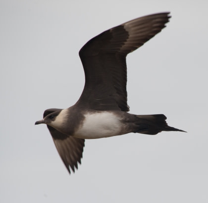 Parasitic Jaeger Parasitic Jaeger
