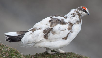 Rock Ptarmigan Rock Ptarmigan