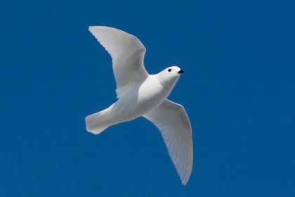 Snow Petrel Snow Petrel