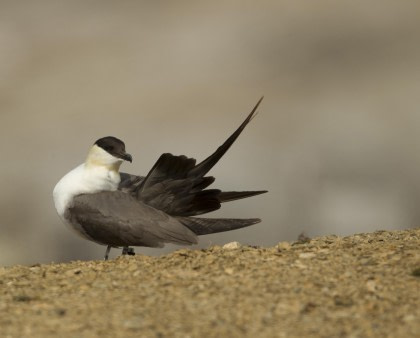 Long-tailed Jaeger Long-tailed Jaeger