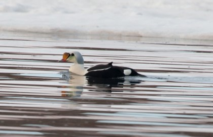 King Eider King Eider