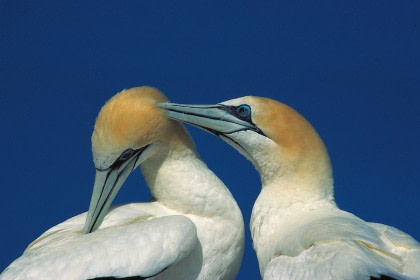 Northern Gannet Northern Gannet