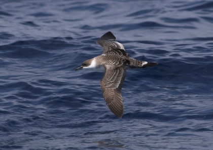 Shearwater Shearwater