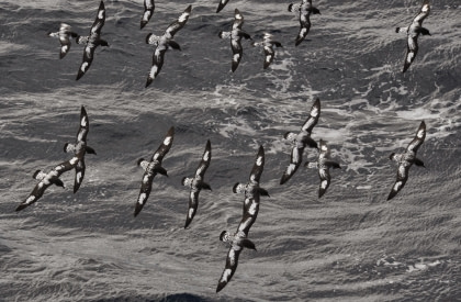 Pintado Petrel Pintado Petrel