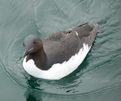 Thick-billed Murre Thick-billed Murre