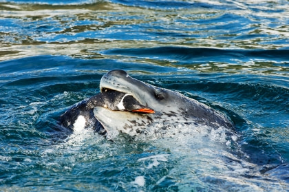 Leopard Seal Leopard Seal