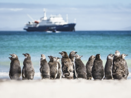 Falkland Islands wildlife Falkland Islands wildlife
