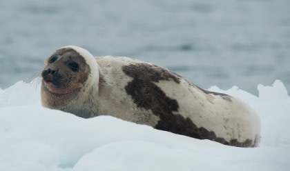 Harp Seal Harp Seal