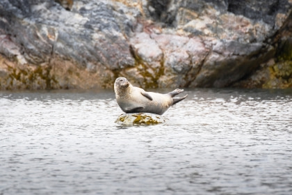 Harbor Seal Harbor Seal