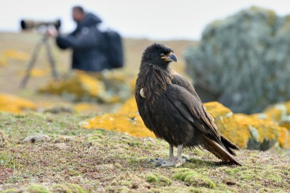 Flora and fauna of the Falkland Islands Flora and fauna of the Falkland Islands