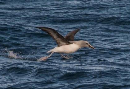 Grey-headed Albatross Grey-headed Albatross
