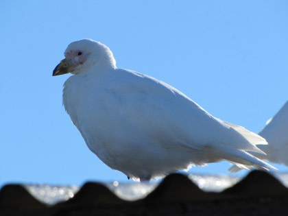 Chionis blanc Chionis blanc