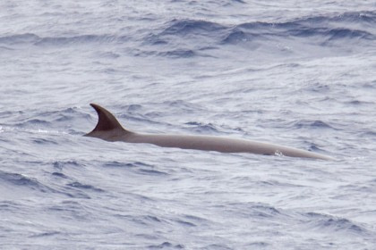 Sei Whale Sei Whale