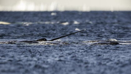 Narwhal Narwhal