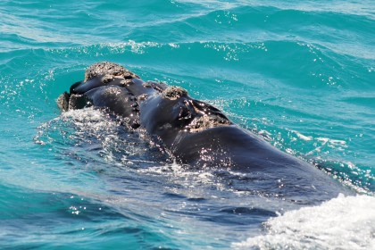 Southern Right Whale Southern Right Whale