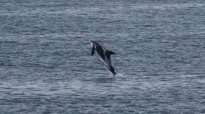 White-Beaked Dolphin White-Beaked Dolphin