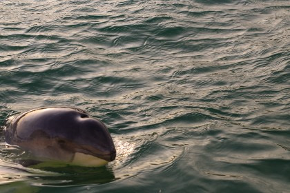 Harbour Porpoise Harbour Porpoise