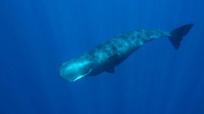 Sperm Whale Sperm Whale