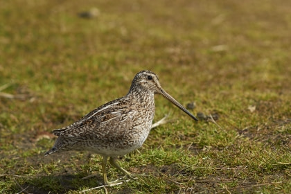 Magellanic Snipe Magellanic Snipe