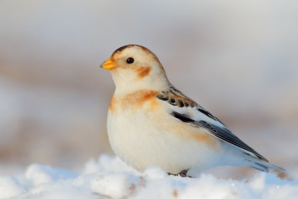 Snow Bunting Snow Bunting