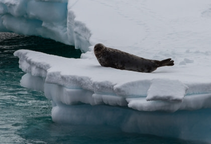 Hooded Seal Hooded Seal