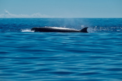North Atlantic Bottlenose Whale North Atlantic Bottlenose Whale