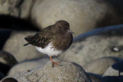 Ruddy Turnstone Ruddy Turnstone