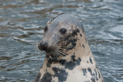 Grey Seal Grey Seal