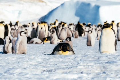 Emperor Penguins & the Weddell Sea Emperor Penguins & the Weddell Sea