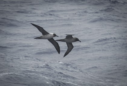 Light-mantled Albatross Light-mantled Albatross