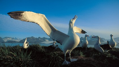 Wandering Albatross Wandering Albatross