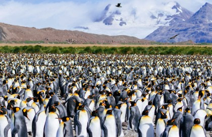 Îles Malouines - Géorgie du Sud - Antarctique