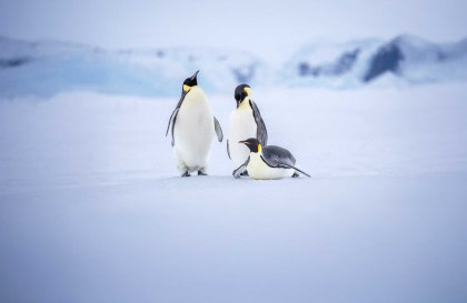 Weddell Sea – In search of the Emperor Penguin, incl. helicopters