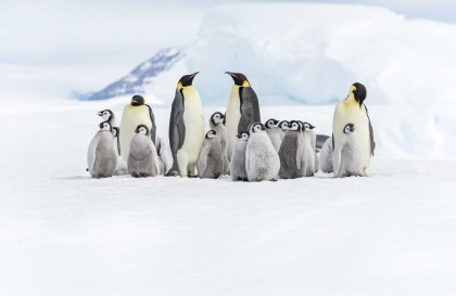 Weddell Sea – Op zoek naar de Keizerspinguïn, incl. Helikopters